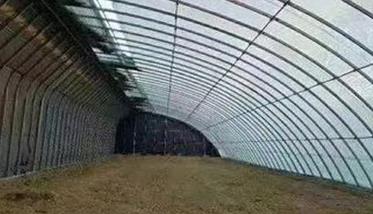 大棚杨梅种植技术要点 杨梅大棚种植技术和管理