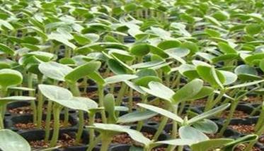 西瓜育苗营养土的配制方法 西瓜育苗营养土的配制方法有哪些