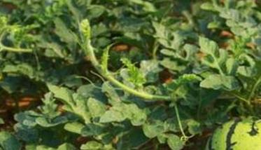 西瓜的需肥规律和各生长阶段所需肥料种类数量