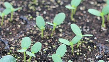 西瓜的播种步骤 西瓜的播种步骤是什么