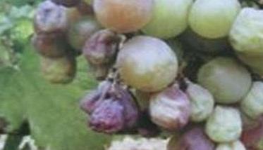 葡萄烂果病的病因是什么 葡萄烂果病的治理办法