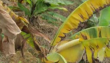 香蕉黄叶病有哪些症状，如何防治香蕉黄叶病？