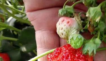 草莓畸形果是什么原因造成的 草莓畸形果要摘掉吗