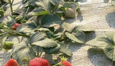 草莓的田间管理技术要点