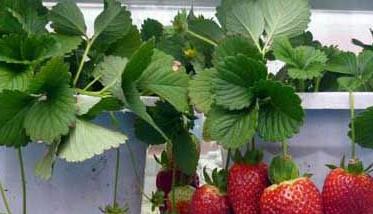 阳台草莓如何种植？ 阳台草莓如何种植