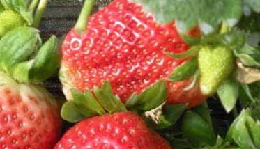 大棚草莓怎样种植？（大棚草莓怎样种植和管理）
