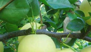 梨树的病虫害防治措施 梨树主要病虫害及防治方法