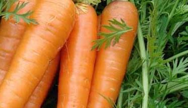 胡萝卜种植时间是什么时候？ 胡萝卜的种植时间