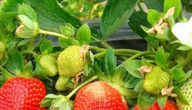 草莓露地栽培技术要点 草莓露天种植技术与管理