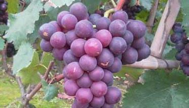 巨峰葡萄高产栽培技术要点 巨峰葡萄种植要求