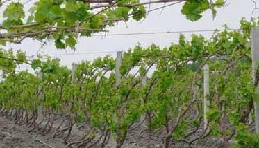 葡萄种植常见问题的回答 葡萄种植常见问题及解决方法