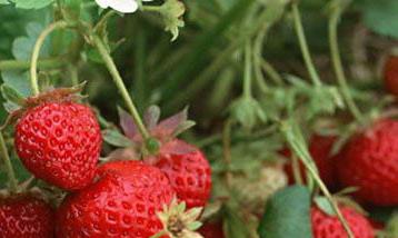 草莓种植中后期管理技术 草莓种植后的管理