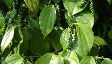 胡椒的种植技术 胡椒的栽培技术