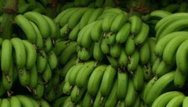 香蕉高产高效益栽培方法