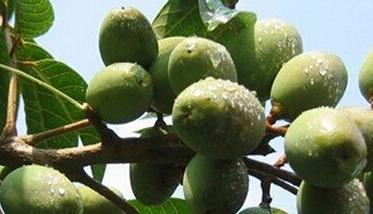 橄榄的功效与作用 橄榄的功效与作用及食用方法