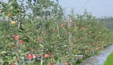 苹果树病虫害防治技术要点及防治原则