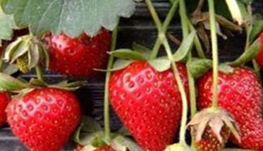 草莓种植要点：草莓采摘后的田间管理方法