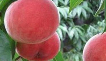 桃树种植的方法，桃树种植新技术介绍