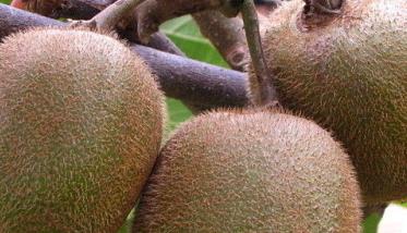 猕猴桃的功效与作用有哪些 猕猴桃的功效与作用有哪些?