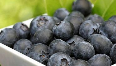 蓝莓的营养价值有哪些 三种人不宜吃蓝莓