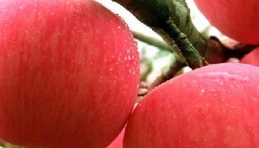 烟台苹果有哪些品种