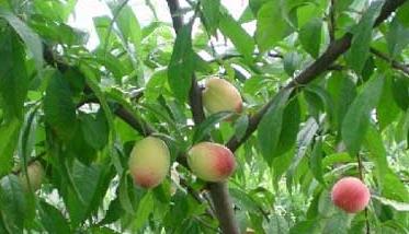 桃树种植管理方法