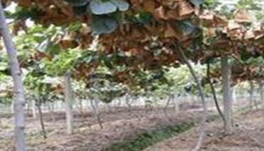 猕猴桃树的种植方法与步骤 猕猴桃树怎么种植方法
