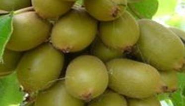 早金猕猴桃品种介绍 早鲜猕猴桃