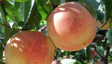 大棚桃树栽培品种有哪些 大棚桃树栽培品种有哪些种类