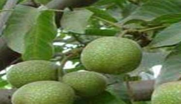 提高核桃坐果率的几种方法 桃树提高坐果率方法