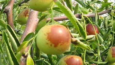 种植冬枣树要了解冬枣树的习性 冬枣树的种植与管理