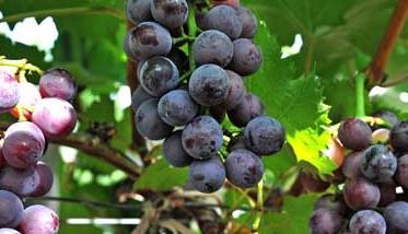 葡萄栽培技术