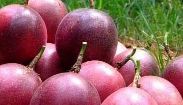 百香果种植管理方法