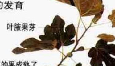 盆栽无花果修剪方法