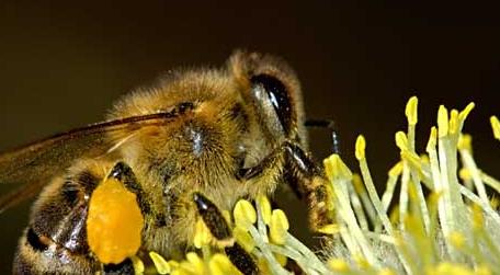 2022年养蜜蜂有前景吗 2020年养蜂前景