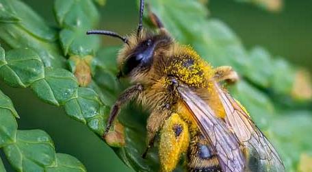 2022年养蜜蜂能赚钱吗 养殖蜜蜂一年能挣多少钱