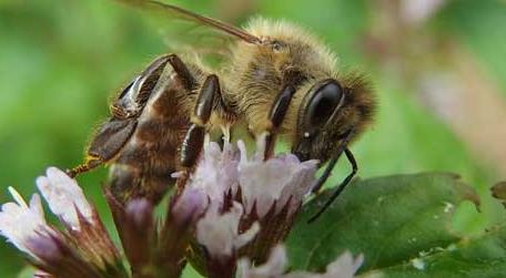 投资2万养蜜蜂利润多少 蜜蜂养殖效益养蜜蜂一年能赚多少钱