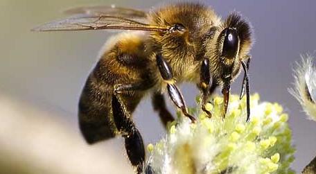 养蜂合作社有哪些补贴 成立养蜂合作社有补贴吗