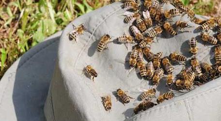 养100箱蜜蜂要多少资金 养50箱蜜蜂投资多少钱