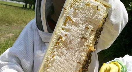 2022年养蜂有补贴吗（2020养蜂补贴）