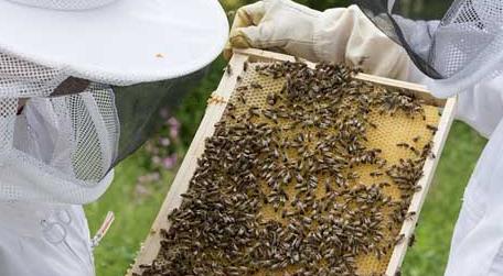 养蜂人收入怎么样（养蜂很赚钱吗）