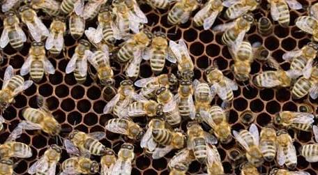 我国有多少群蜜蜂 中国蜜蜂数量