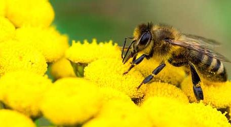 蜜蜂的采集范围有多大 蜜蜂的采集范围有多大?