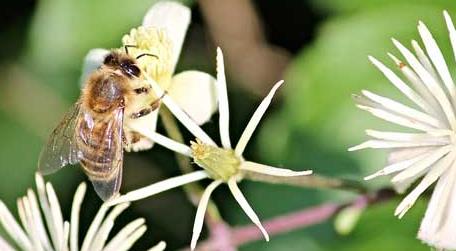 蜜蜂为什么要采水 蜜蜂采脏水