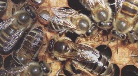 中华蜜蜂的种类及图片大全 中华蜜蜂有多少种