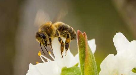 蜜蜂为什么要采盐 蜜蜂为什么要吃盐