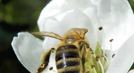 蜜蜂为什么在巢门口扇风（蜜蜂为什么在巢门口扇风酷蜜蜂）