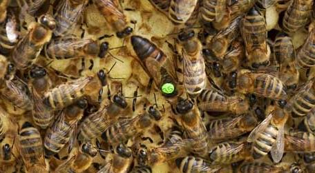蜜蜂为什么要听蜂王的（蜜蜂为什么都听蜂王的）