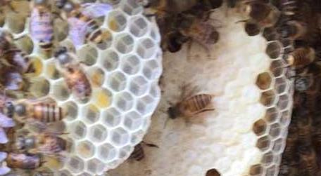 野蜜蜂是怎样过冬的 野生蜜蜂怎么过冬