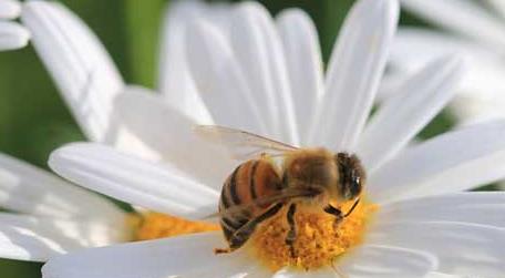 家里来蜜蜂是什么预兆 家里经常来蜜蜂是什么预兆